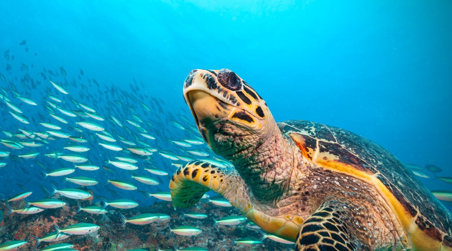 Sea Turtle with fish Seychelles SS