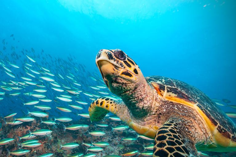 Sea Turtle with fish Seychelles SS