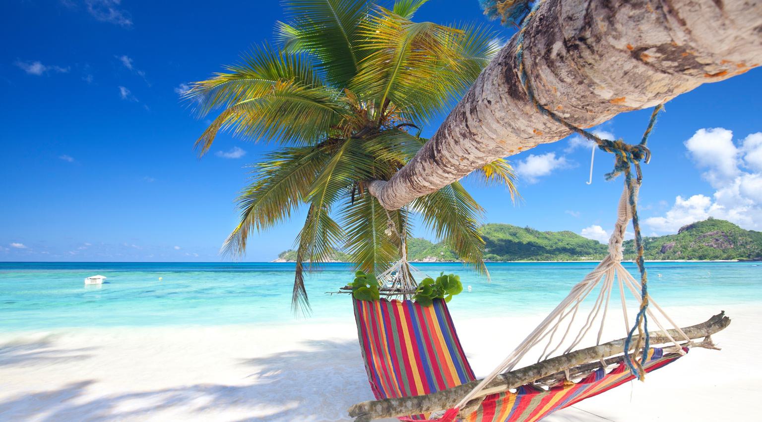Seychelles Beach Hammock Palm Tree ss