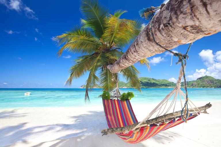 Seychelles Beach Hammock Palm Tree ss