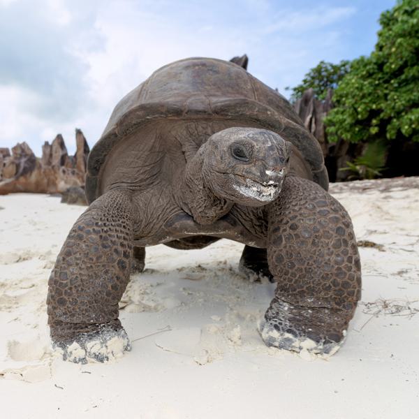 Tortoise Curieuse Island STB SQUARE