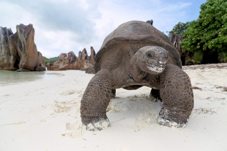 Tortoise Curieuse Island STB