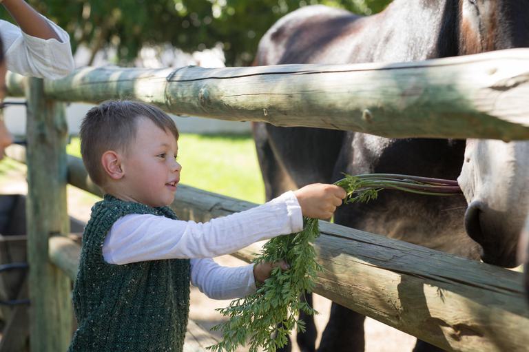 Babylonstoren Feeding Trompie the Donkey