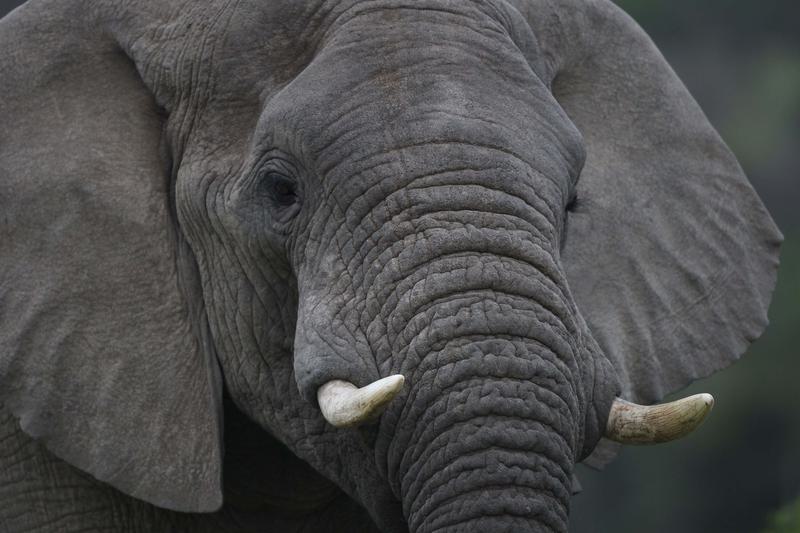 Elephant portrait Pumba