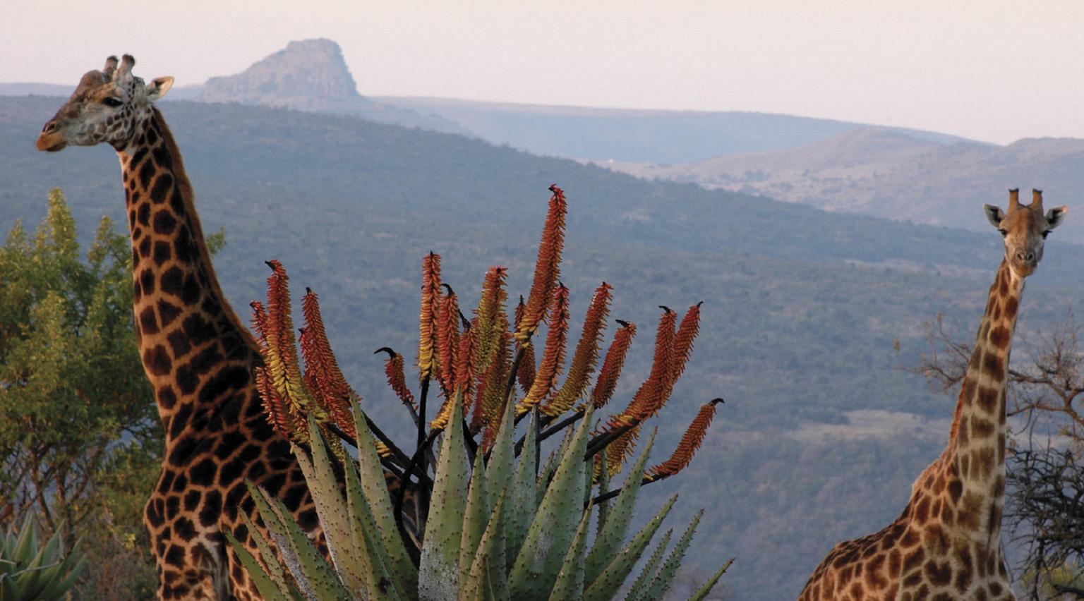 Fugitives Drift Giraffes