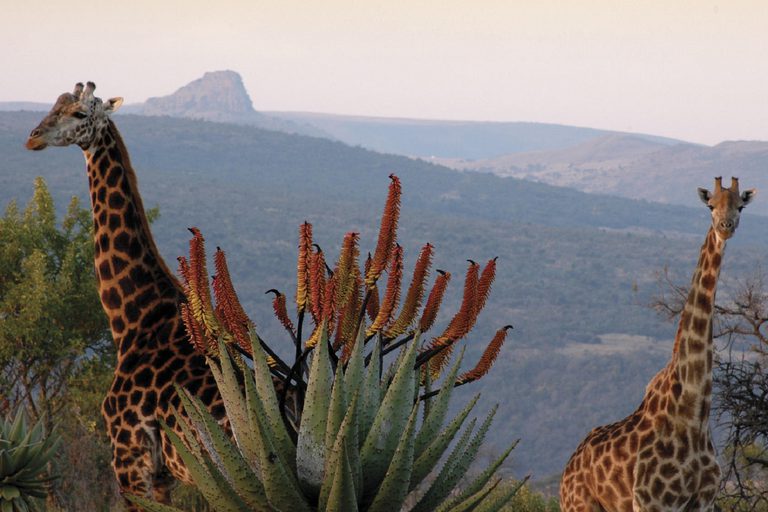 Fugitives Drift Giraffes