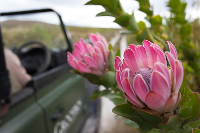 Grootbos Flower Safari