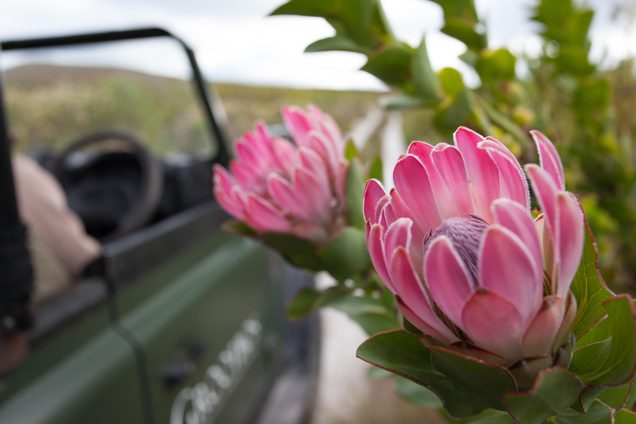 Grootbos Flower Safari
