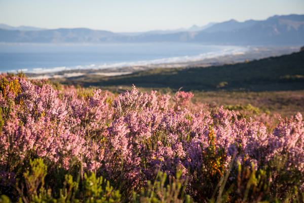 Grootbos Landscape