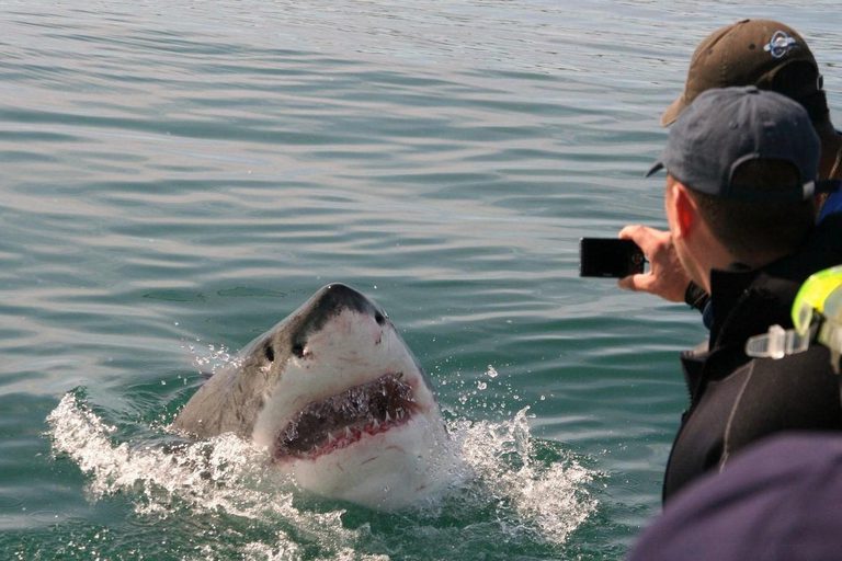 Grootbos Shark Watching