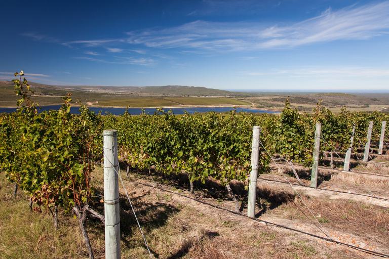 Grootbos vineyard wine tour