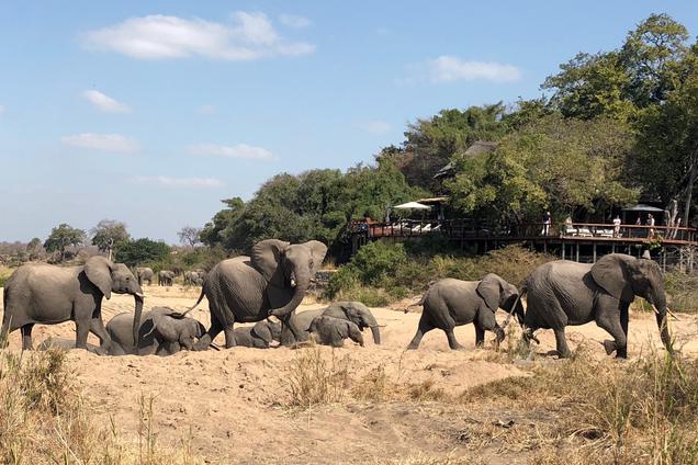 Jock Safari Lodge elephants in front of lodge