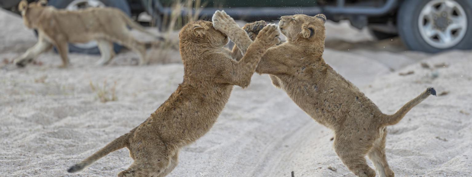 Jock Safari Lodge lions cubs playing
