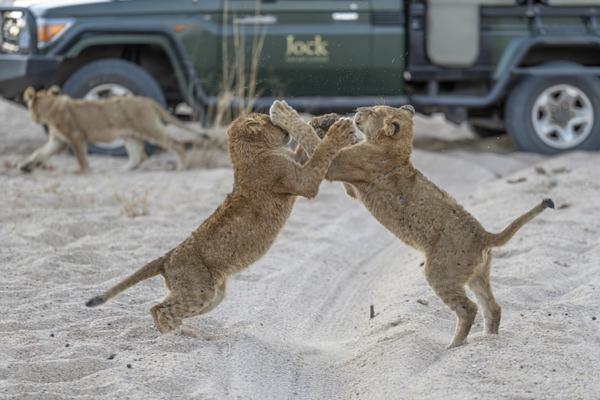Jock Safari Lodge lions cubs playing