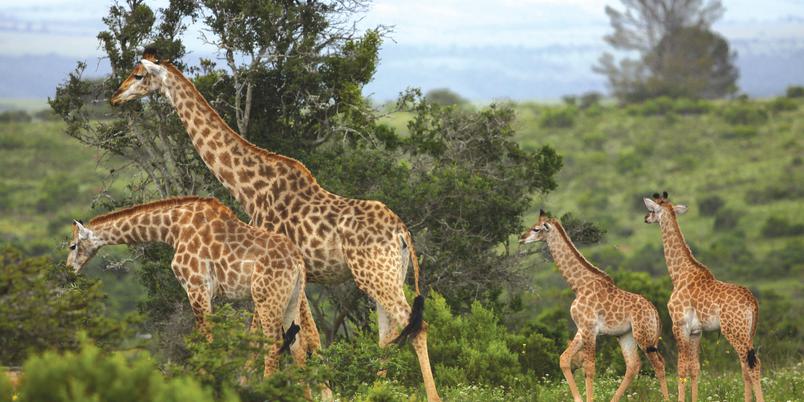 Giraffes in bush at Kariega
