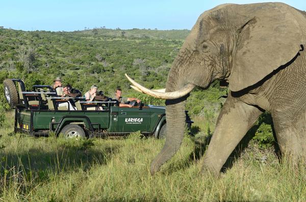 Kariega Game Reserve Elephant next to vehicle