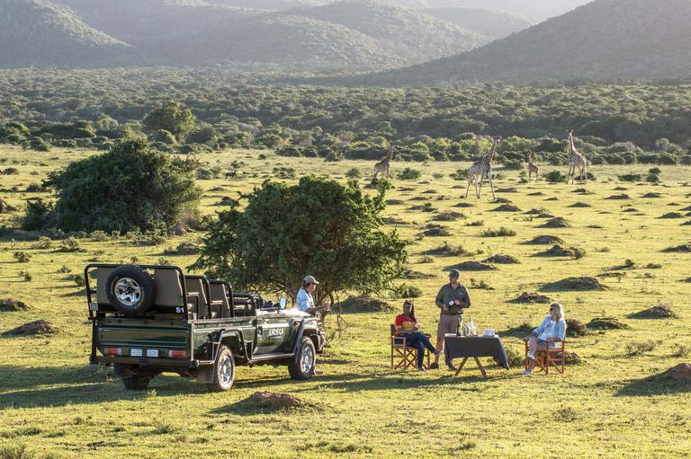 Kariega Game Reserve Picnic with Giraffes
