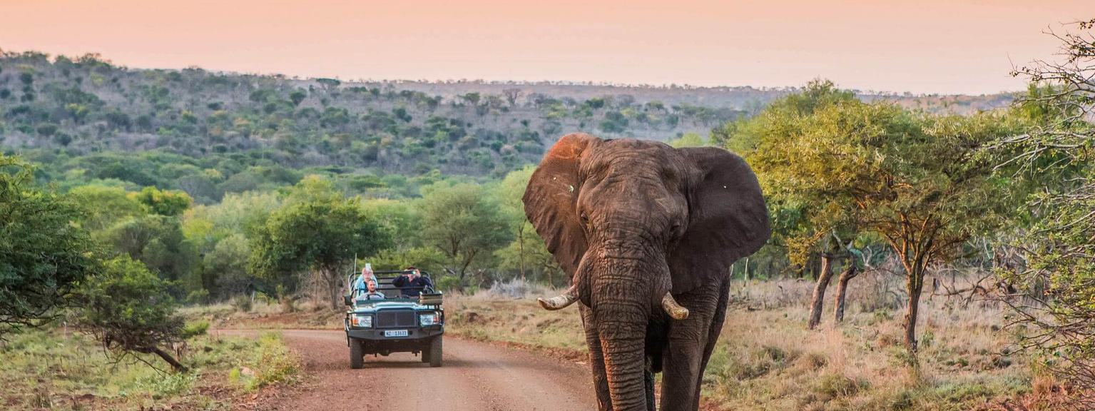 Leopard Mountain Safari Experience background