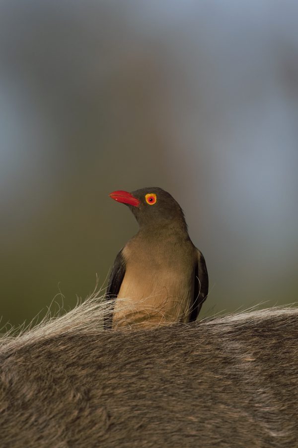 Bird portrait