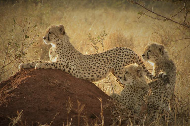 Cheetah family on termite mound Leopard Mountain Manyoni KZN
