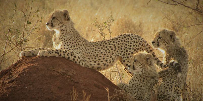 Cheetah family on termite mound Leopard Mountain Manyoni KZN