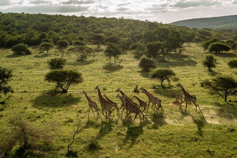 Lepogo Noka Camp Giraffes