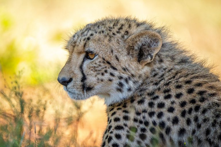 Lepogo Noka Lodge Cheetah
