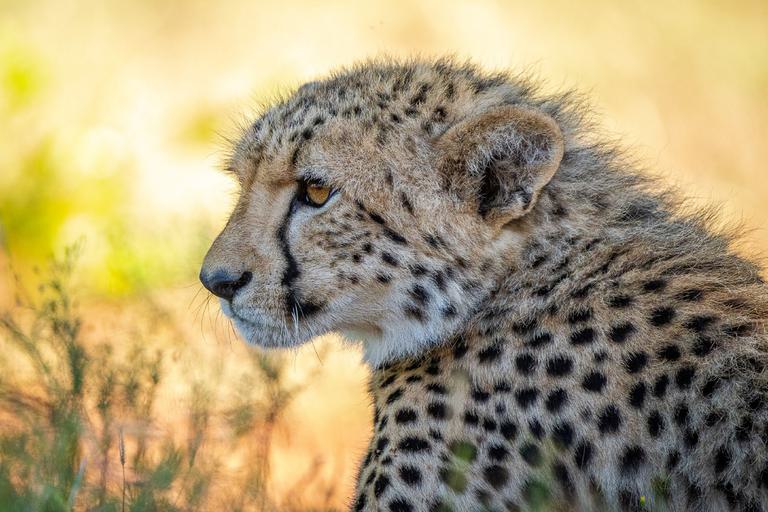 Lepogo Noka Lodge Cheetah