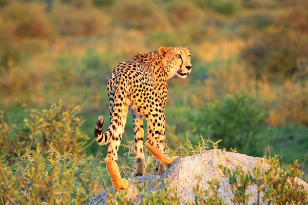 Cheetah Madikwe Hills