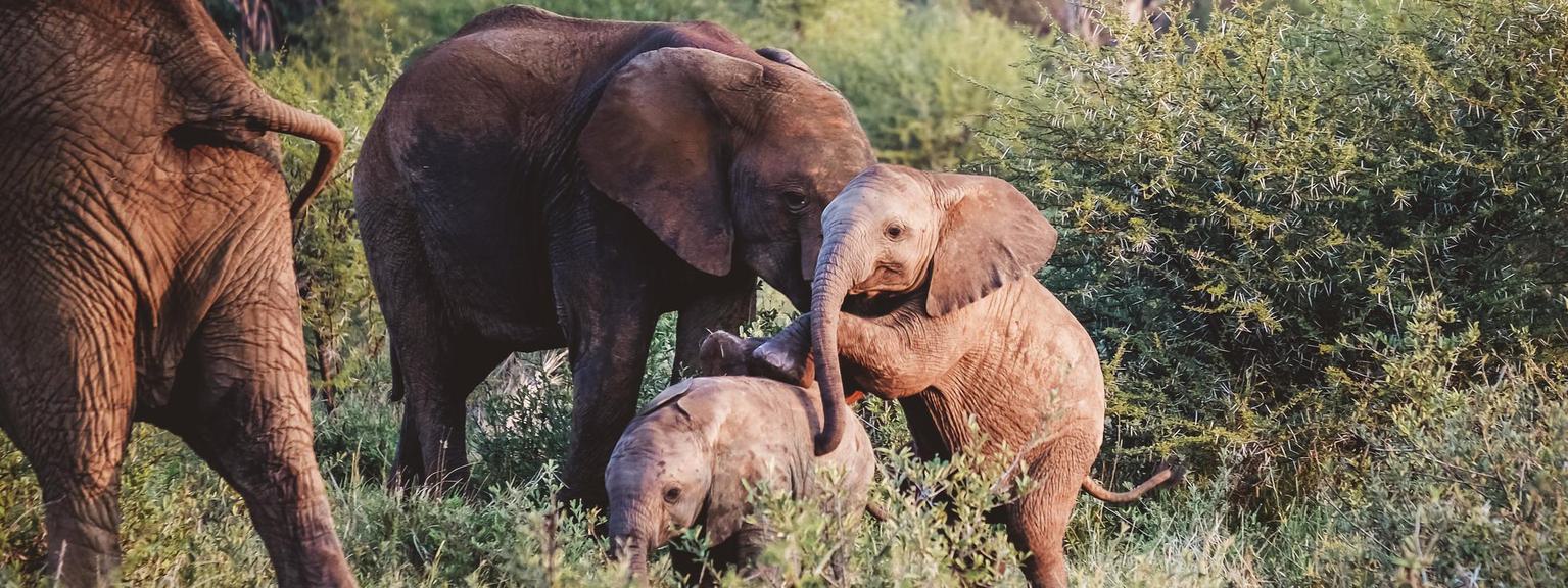 Elephants playing Madikwe Hills