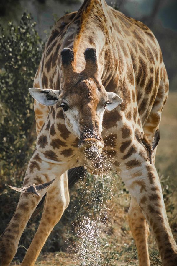 Giraffe drinking portrait Mala Mala