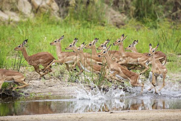 Impala jumping in water Mala Mala