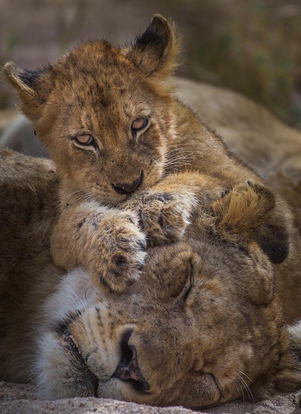 Lion cub playing with lioness portrait Mala Mala