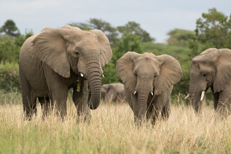 Marataba Safari Lodge Elephants