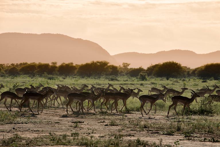 Marataba Safari Lodge Safari Sights