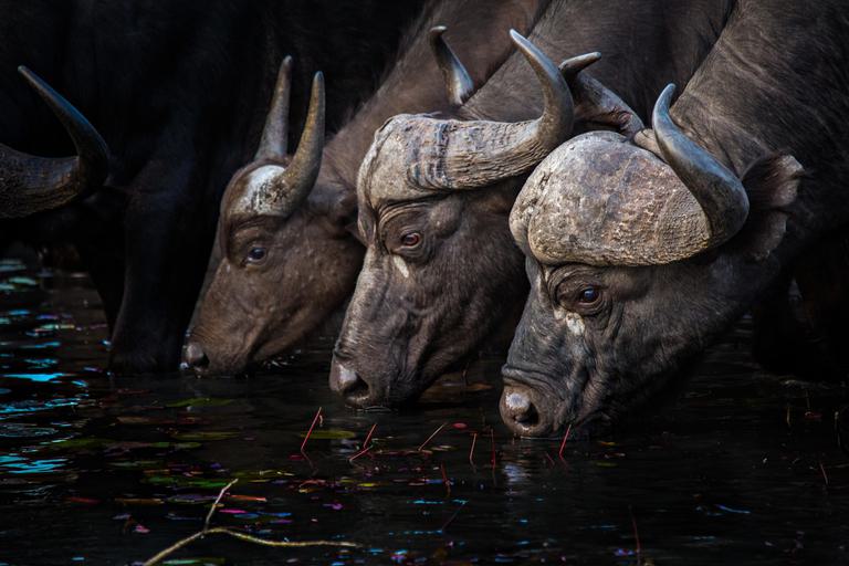 3 Buffalo drinking at waterhole Motswari Private Game Reserve