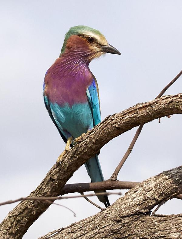 Lilac Breasted Roller Motswari Private Game Reserve