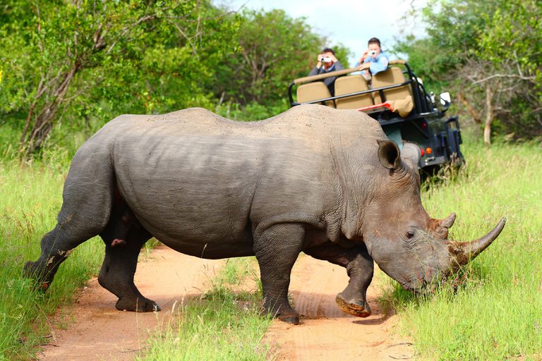 Motswari Game Drive