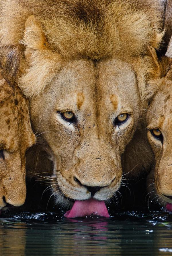 Motswari Lion drinking portrait
