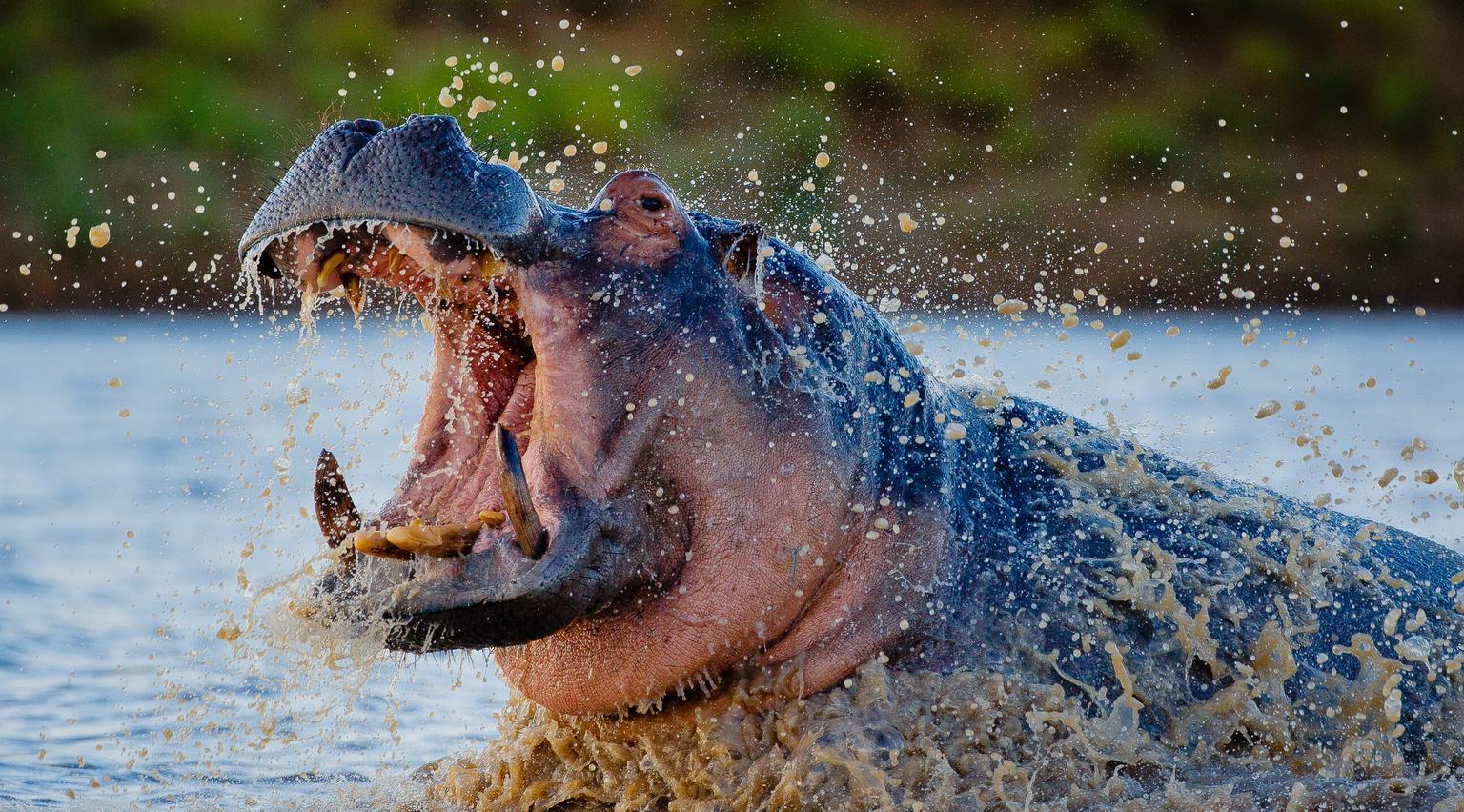 Open mouthed hippo in water Motswari