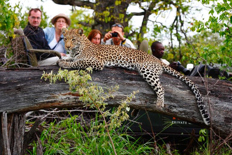Leopard on tree Motswari Game Drive