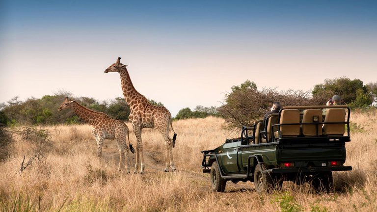 Phinda Game Drive