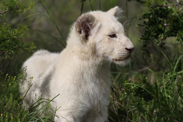 White lion cub Pumba Game Reserve