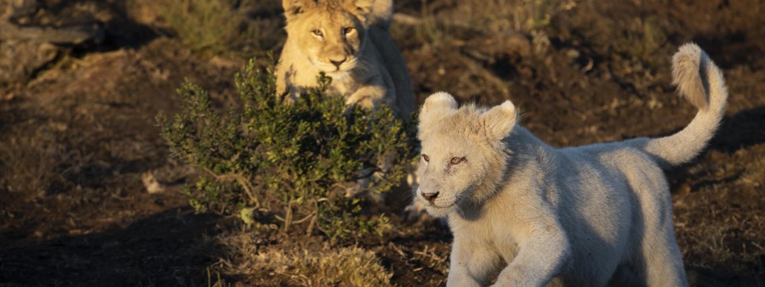 White lion cubs playing at Pumba Game Reserve