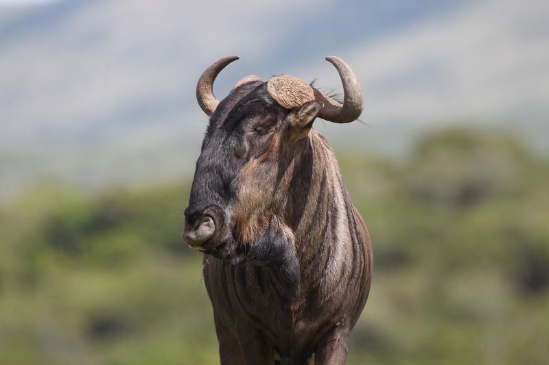 Wildebeest at Pumba Game Reserve