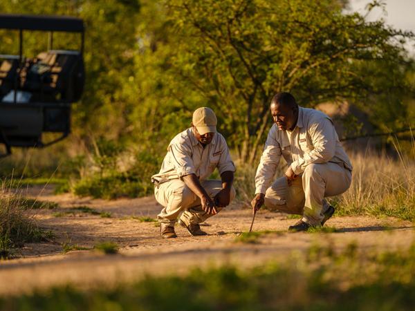 Rangers tracks in sand Cheetah Plain