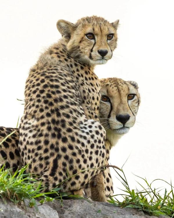 Cheetah and cub portrait Savanna