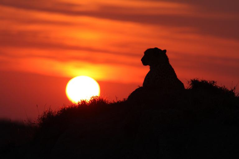 Cheetah at Sunset Savanna Kruger