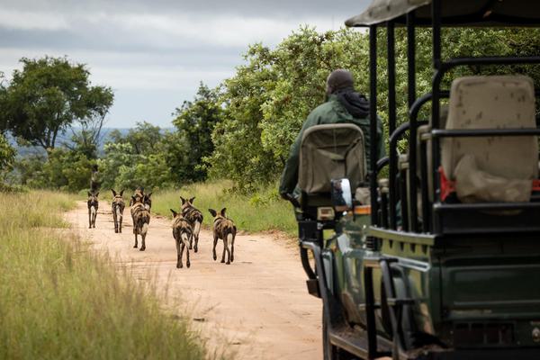 Wild dogs in front of safari vehicle Savanna