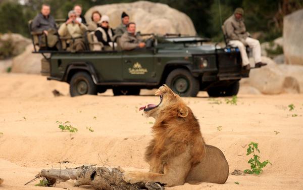 Savanna Safari Lion Game viewing
